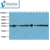 VDAC1/Porin Monoclonal Antibody
