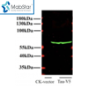V5 tag Monoclonal Antibody
