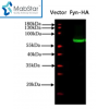 HA tag Monoclonal Antibody
