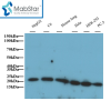 KRAS Polyclonal Antibody