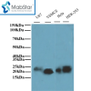 CDC42 Polyclonal Antibody